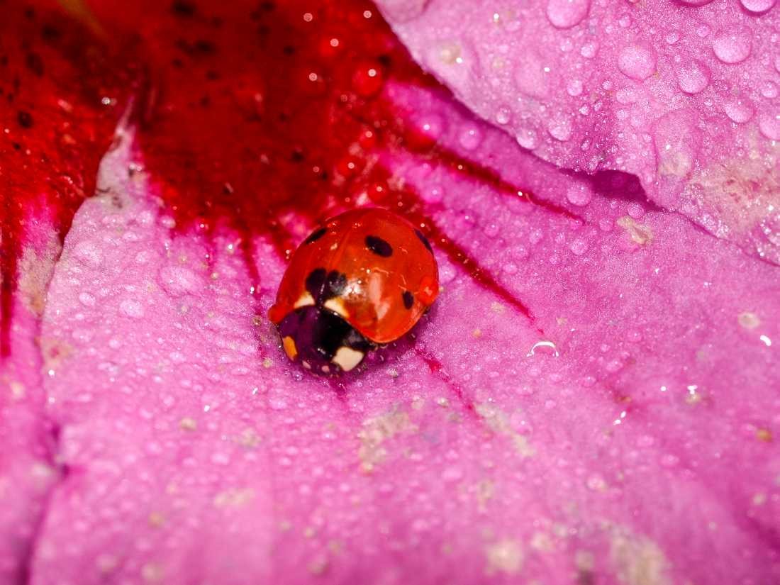 Conny Krakowski, Von Herzen (Marienkäfer, Insekt, Sommer, Flügeltier, Leben, Makroaufnahme, Macro, Fotografie)