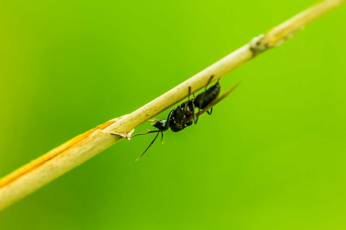 Conny Krakowski, Wespe (Biene,Wespe,Schwebfliege, Insekt, Sommer, Flügeltier, Leben, Makroaufnahme, Macro, Fotografie)