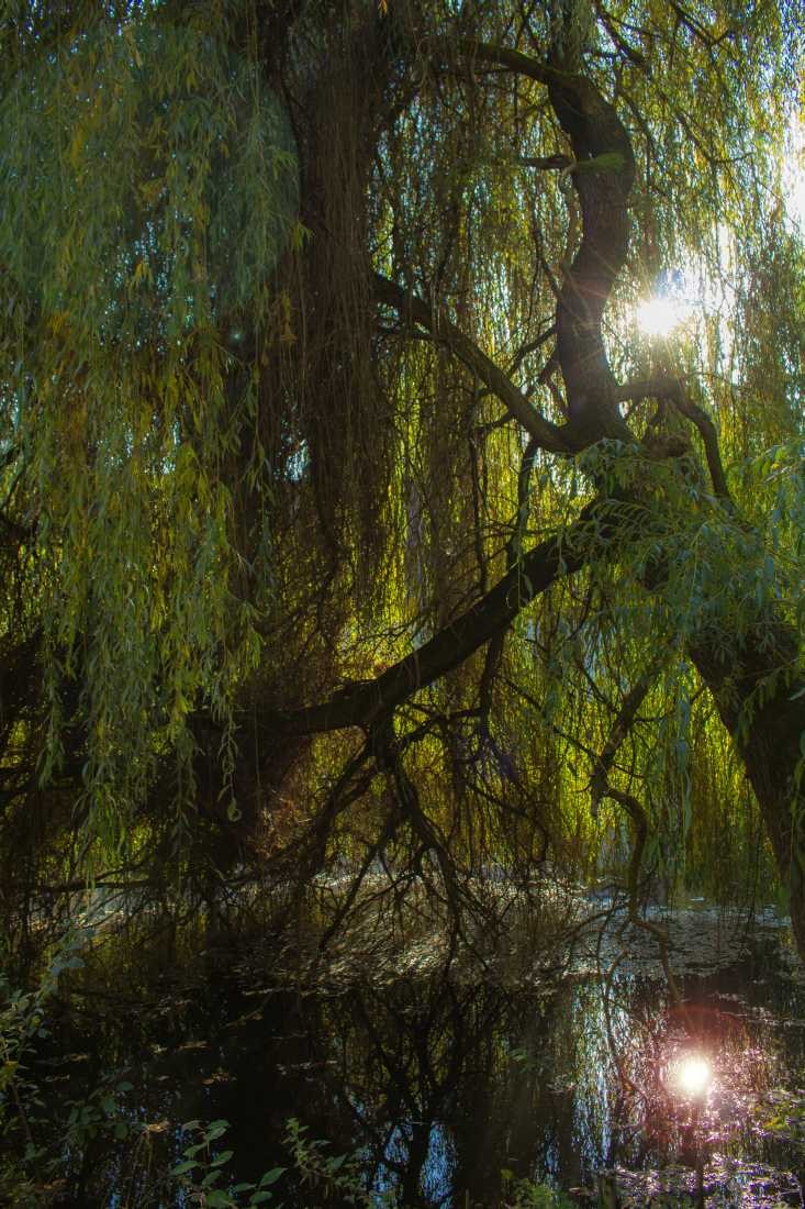 Conny Krakowski, Die alte Weide (Weide, Trauerweide, Trauer, Stern, Tod, alter Baum,  Fotografie)