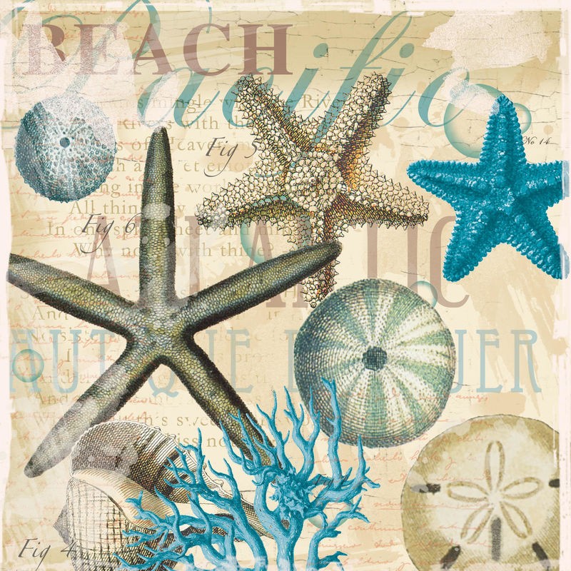 Ophelia & Co, Beach Shells R1 (Meerestiere, Seesterne, Seeigel, Korallen, Grafik, Nostalgie, maritim, Grafik, Wunschgröße, Badezimmer, Treppenhaus, bunt)