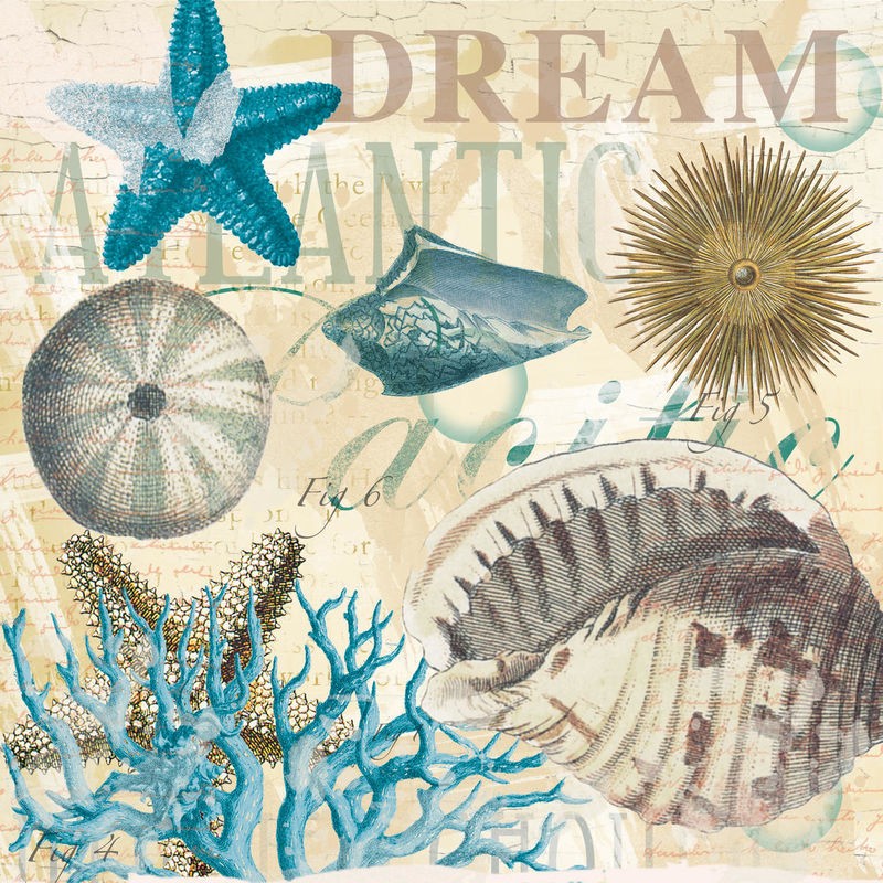 Ophelia & Co, Dream Shells R1 (Meerestiere, Seesterne, Seeigel, Korallen, Grafik, Nostalgie, maritim, Grafik, Wunschgröße, Badezimmer, Treppenhaus, bunt)