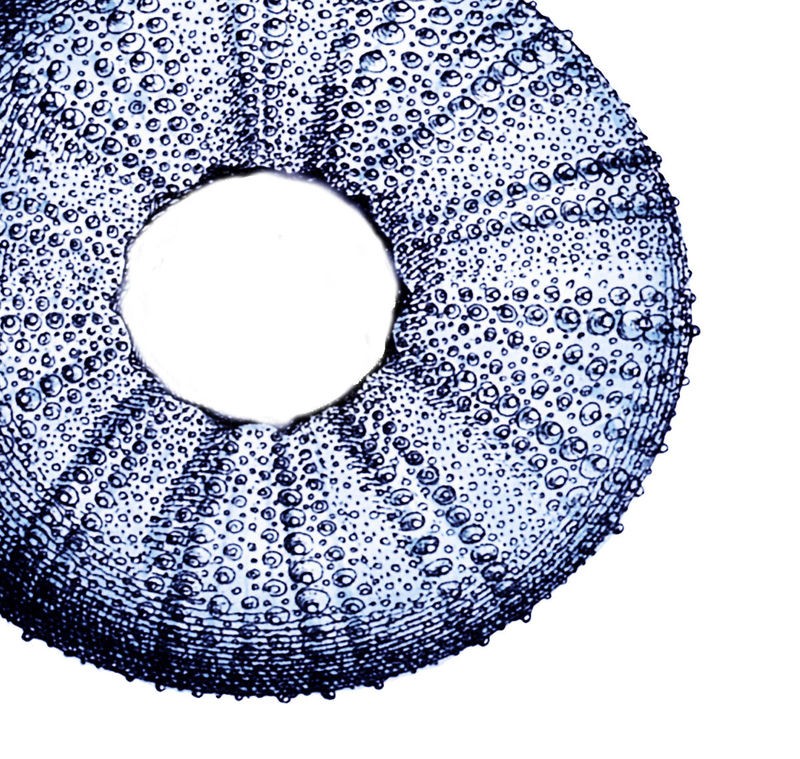 Sheldon Lewis, Urchin Shell 1 (Meerestier, Seeigel, Schale, maritim, Grafik, Badezimmmer, Treppenhaus, Wunschgröße, blau/weiß)