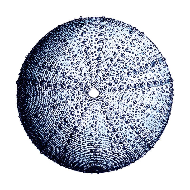 Sheldon Lewis, Urchin Shell 4 (Meerestier, Seeigel, Schale, maritim, Grafik, Badezimmmer, Treppenhaus, Wunschgröße, blau/weiß)
