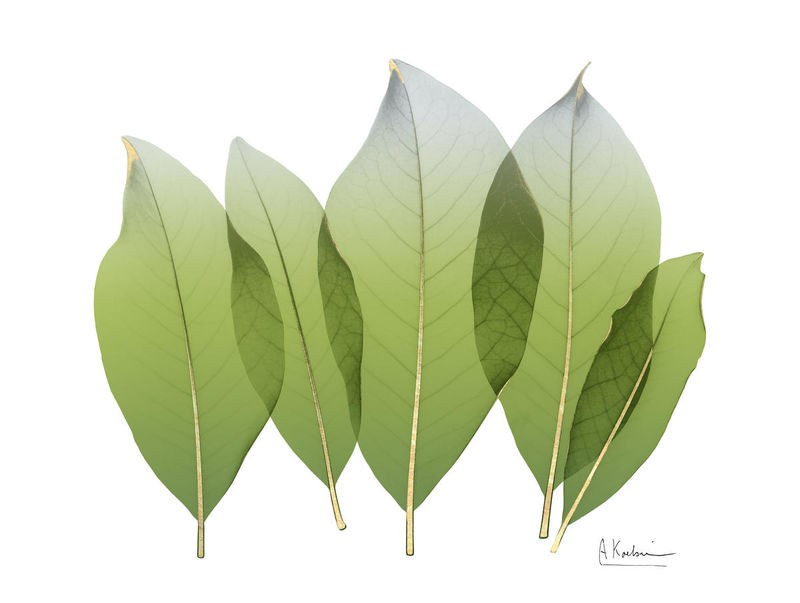 Albert Koetsier, Golden Magnolia Leaf (BOTANIK)