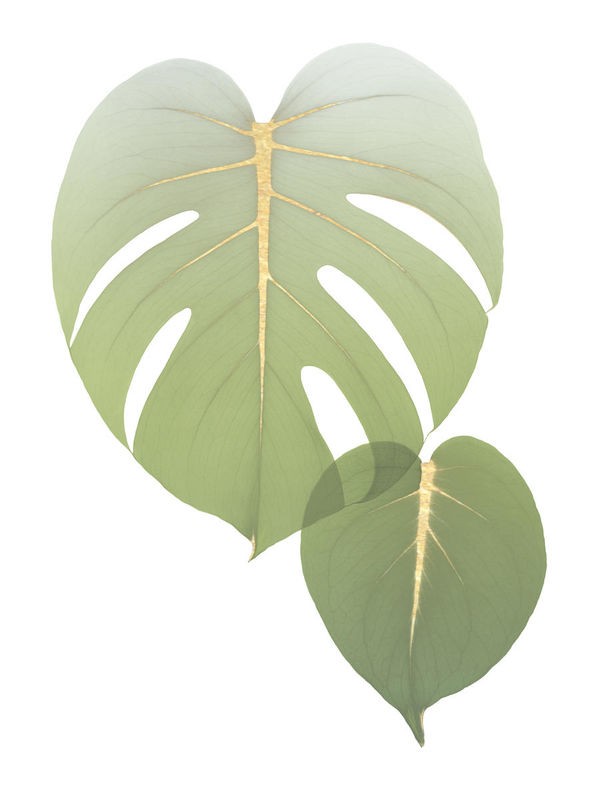 Albert Koetsier, Golden Philodendron 1 (BOTANIK)