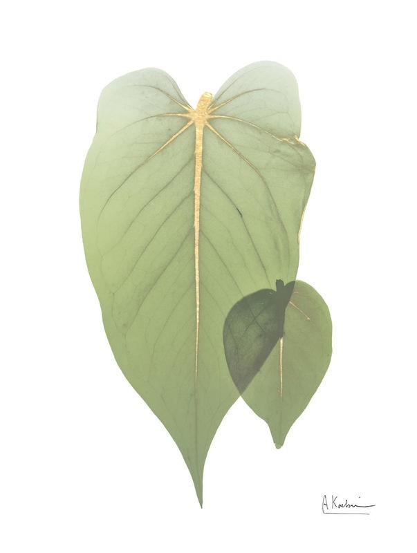 Albert Koetsier, Golden Philodendron 2 (BOTANIK)
