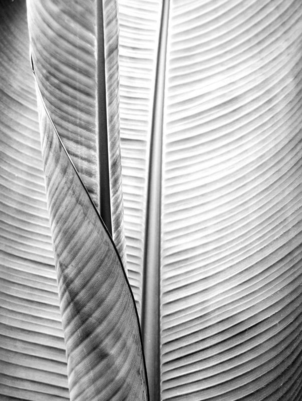 Kimberly Allen, Metal BW Plant 1 (Blätter, Bananenblatt, Fotokunst, Nahaufnahme,  Botanik, Pflanzen, Treppenhaus,  Wohnzimmer, Wunschgröße, schwarz/weiß)