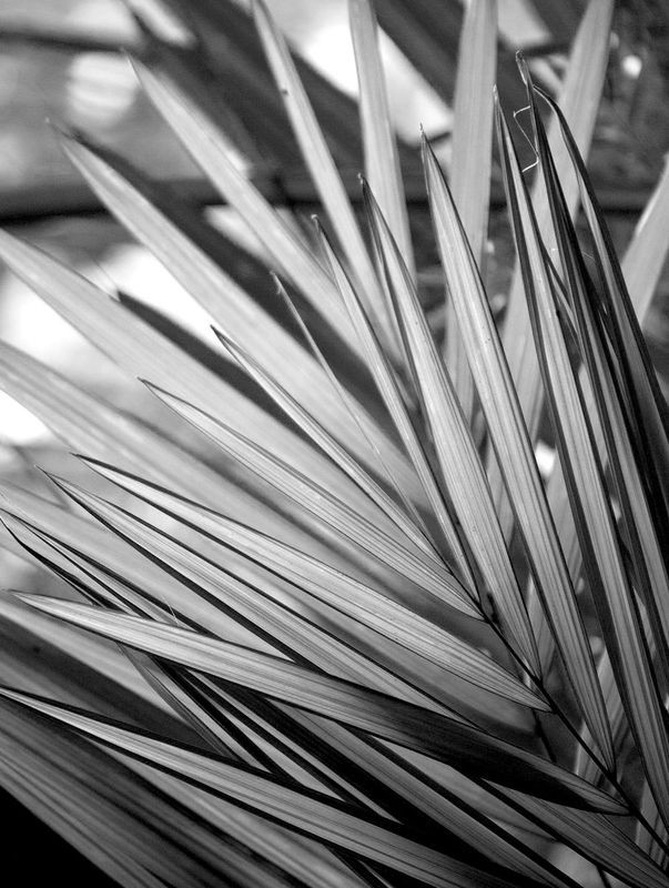 Kimberly Allen, Metal BW Plant 2 (Blätter, Palmenblatt, Fotokunst, Nahaufnahme,  Botanik, Pflanzen, Treppenhaus,  Wohnzimmer, Wunschgröße, schwarz/weiß)