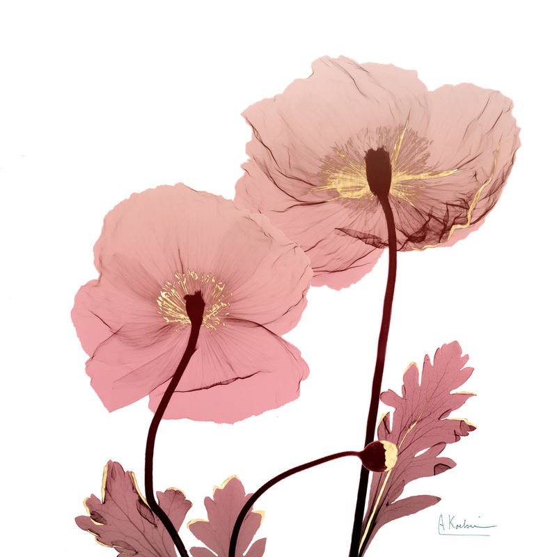 Albert Koetsier, Golden Blush 2 (X-RAY)