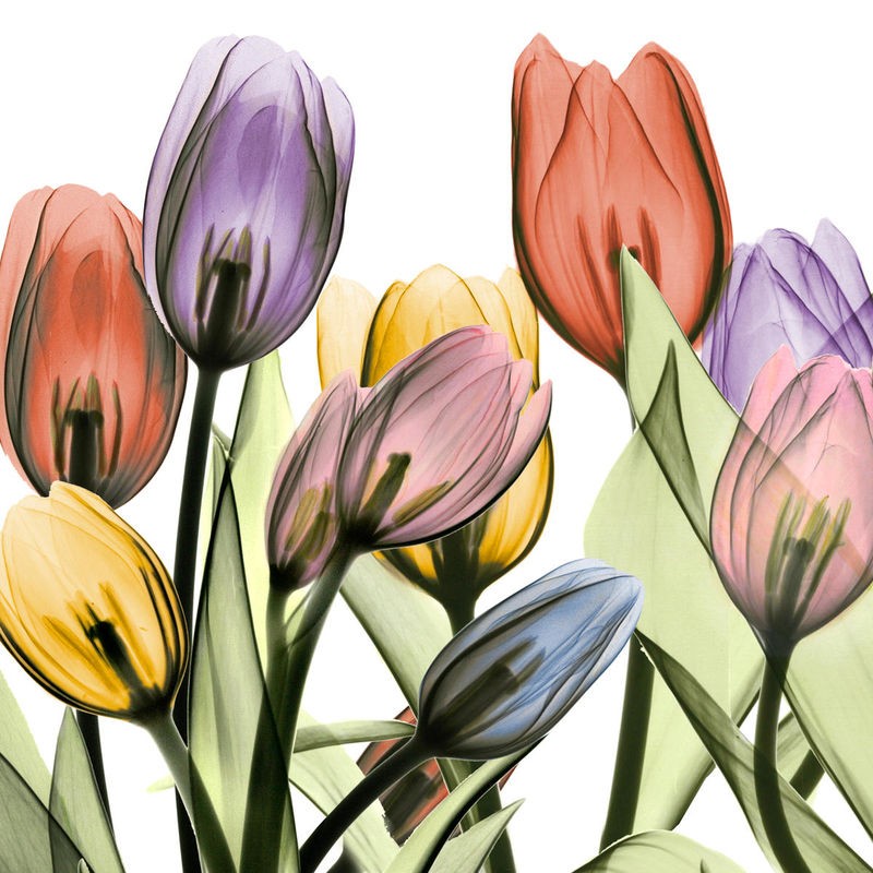 Albert Koetsier, Tulipscape 2 (X-RAY)