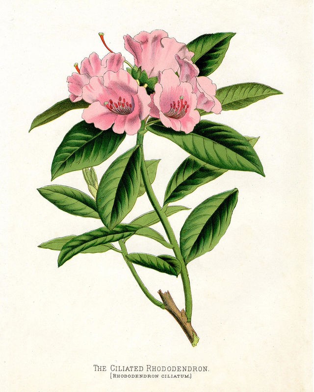 Cynthia Alvarez, Botanical 1 (Rhododendron, Blumen, Blüten, Botanik, Pflanzenportrait, Studie, Treppenhaus, Wunschgröße, bunt)