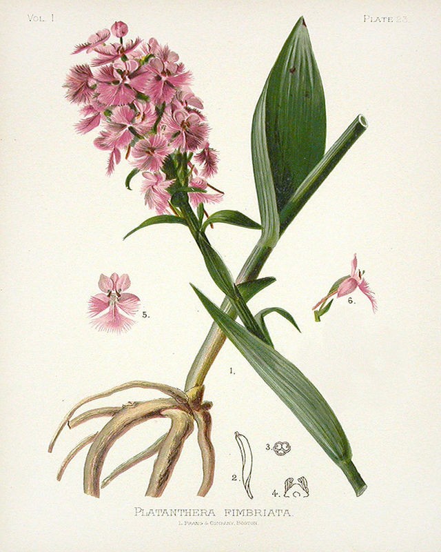 Cynthia Alvarez, Botanical 2 (Waldhyazinthen, Blumen, Blüten, Botanik, Pflanzenportrait, Studie, Treppenhaus, Wunschgröße, bunt)
