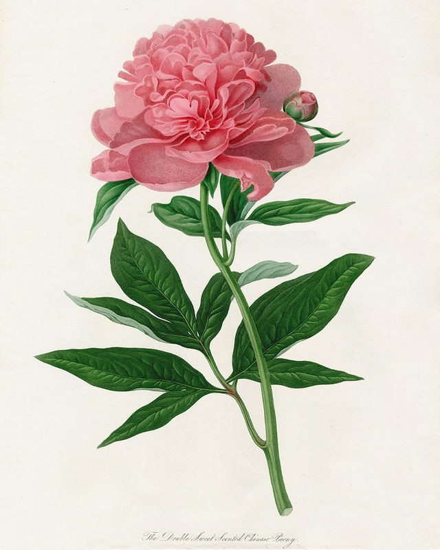 Cynthia Alvarez, Botanical 3 (Pfingstrose, Blumen, Blüten, Botanik, Pflanzenportrait, Studie, Treppenhaus, Wunschgröße, bunt)