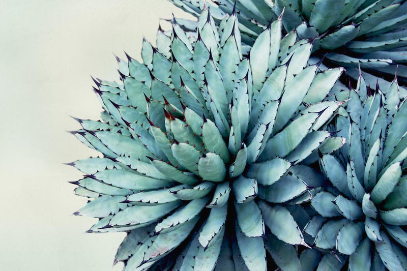 Elizabeth Urquhart, Green Crush IX (Pflanzen, Grünpflanze, Blätter, Steingewächs, Botanik, Fotokunst, Wohnzimmer, Treppenhaus, Wunschgröße, bunt)