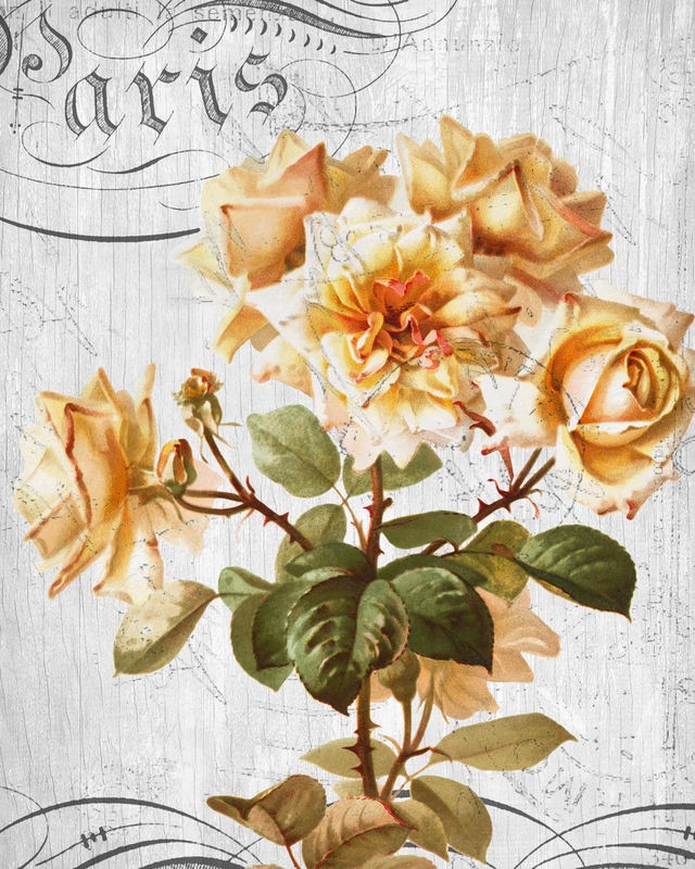 Kimberly Allen, Country Floral 1 (Blumen, Blüten, gelbe Rosen, Nostalgie, Paris, Kalligrafie, Wohnzimmer, Treppenhaus, Schlafzimmer,  Wunschgröße, bunt)