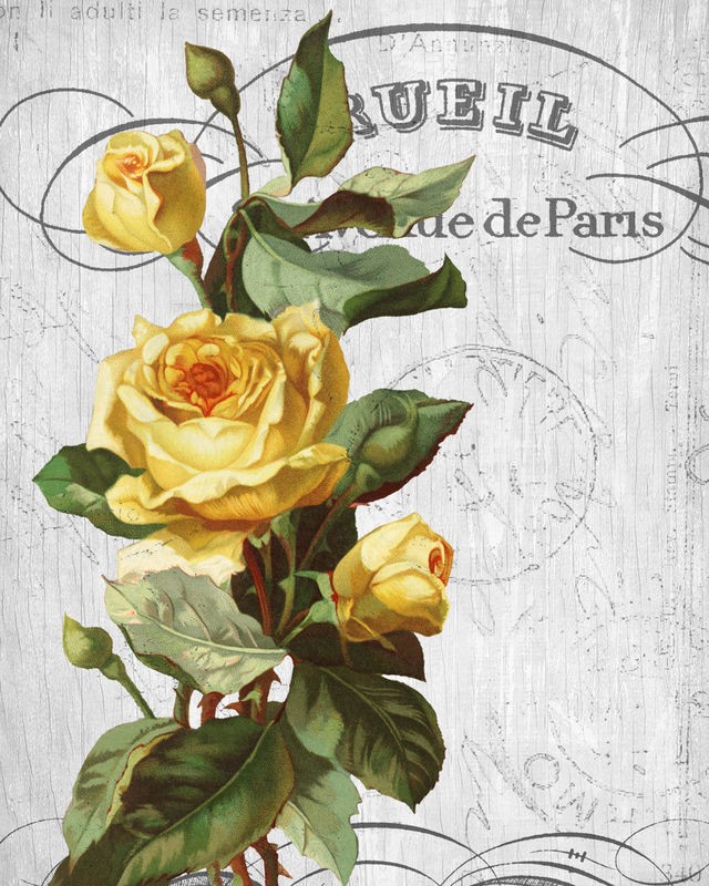 Kimberly Allen, Country Floral 2 (Blumen, Blüten, gelbe Rosen, Nostalgie, Paris, Kalligrafie, Wohnzimmer, Treppenhaus, Schlafzimmer,  Wunschgröße, bunt)