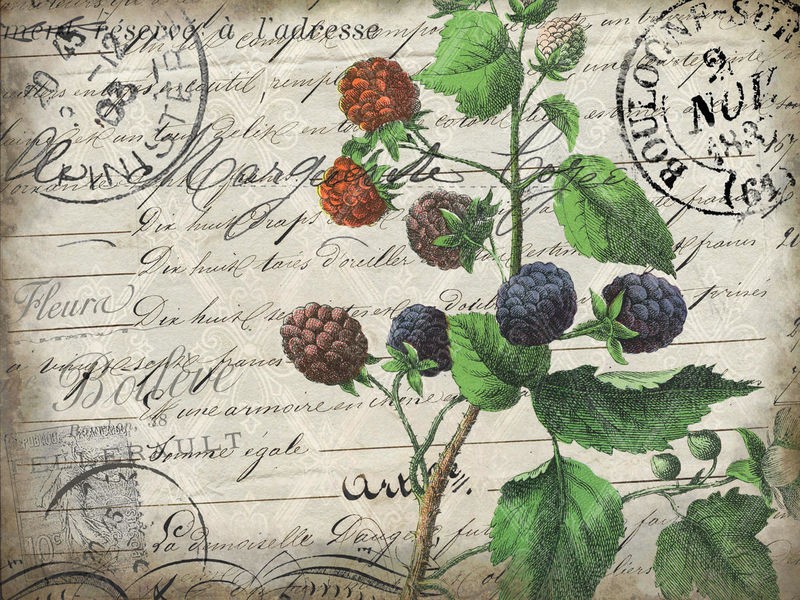 Kimberly Allen, Vintage Blackberries (Brombeeren, Postkarte, Vintage, Nostalgie,  Kalligrafie, Wohnzimmer, Treppenhaus, Küche, Esszimmer,  Wunschgröße, bunt)