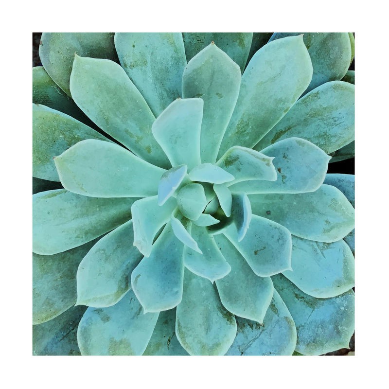 Debbie Pearson, Succulent Splendor 1 (Sukkulenten, Steingewächs, Fettblattgewächs, Botanik, Pflanzen, Fotokunst, Nahaufnahme, Treppenhaus, Wunschgröße, grün)
