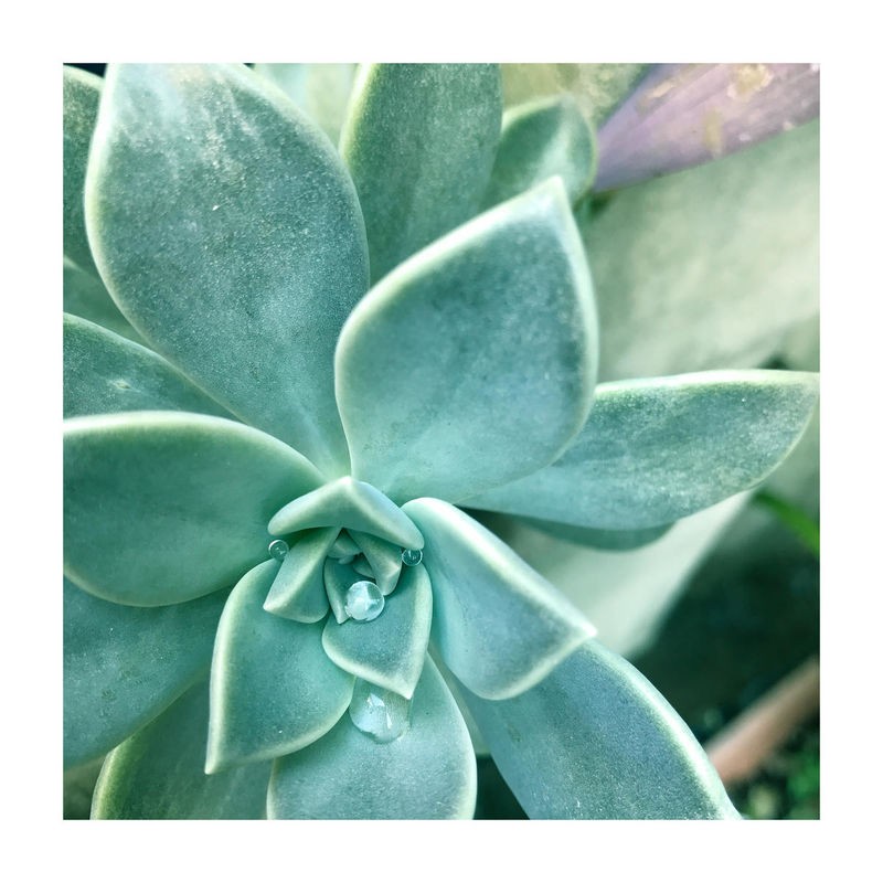 Debbie Pearson, Succulent Splendor 3 (Sukkulenten, Steingewächs, Fettblattgewächs, Botanik, Pflanzen, Fotokunst, Nahaufnahme, Treppenhaus, Wunschgröße, grün)