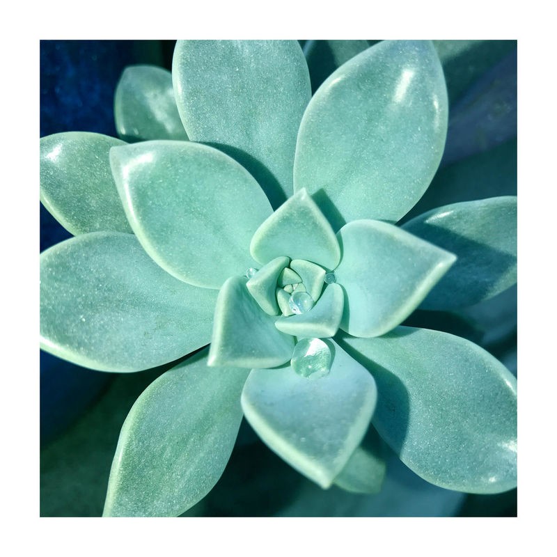 Debbie Pearson, Succulent Splendor 5 (Sukkulenten, Steingewächs, Fettblattgewächs, Botanik, Pflanzen, Fotokunst, Nahaufnahme, Treppenhaus, Wunschgröße, grün)