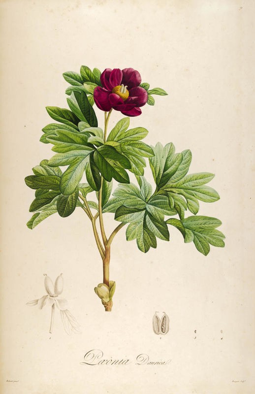 Tina Carlson, Vintage Botanical 186 (Pflanze, Blume, Pfingstrose, Blüte, Studie, Botanik, Wohnzimmer, Treppenhaus, Wunschgröße, bunt)