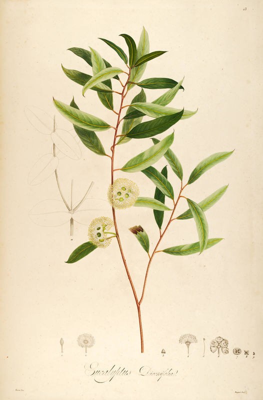 Tina Carlson, Vintage Botanical 194 (Pflanze, Blume, Zweig, Strauch, Blüte, Studie, Botanik, Wohnzimmer, Treppenhaus, Wunschgröße, bunt)