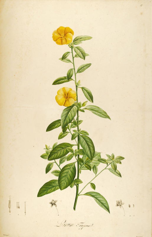 Tina Carlson, Vintage Botanical 202 (Pflanze, Blume, Zweig, Strauch, Blüte, Studie, Botanik, Wohnzimmer, Treppenhaus, Wunschgröße, bunt)