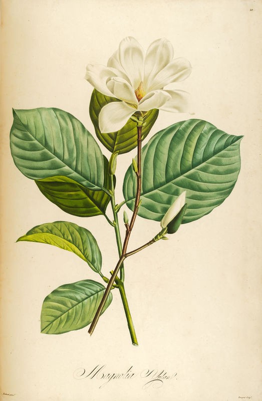 Tina Carlson, Vintage Botanical 208 (Pflanze, Blume, Magnolie, Zweig, Blüte, Studie, Botanik, Wohnzimmer, Treppenhaus, Wunschgröße, bunt)