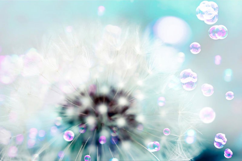 Tracey Telik, Dandelion Teal (Blume, Samen, Löwenzahn, Pusteblume, Nahaufnahme, Pflanzen, Botanik, Fotokunst,  Wunschgröße, Treppenhaus, Wohnzimmer)