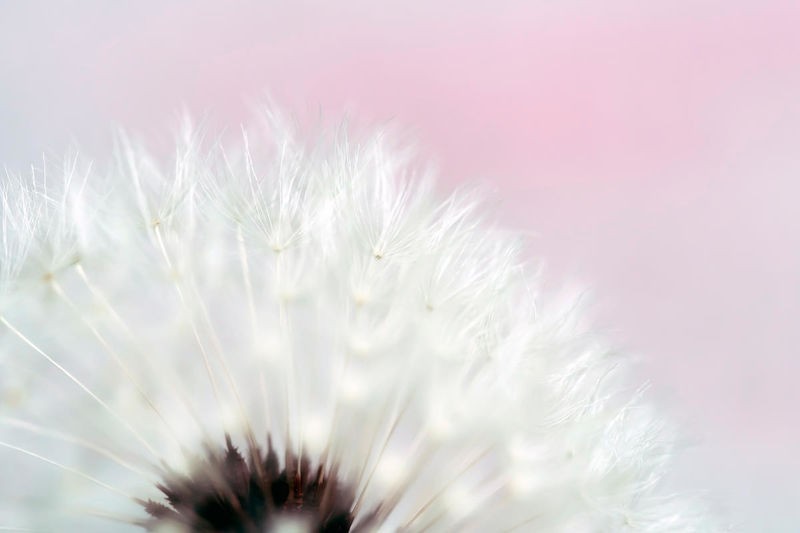 Tracey Telik, Dandelion Pink (Blume, Samen, Löwenzahn, Pusteblume, Nahaufnahme, Pflanzen, Botanik, Fotokunst,  Wunschgröße, Treppenhaus, Wohnzimmer)