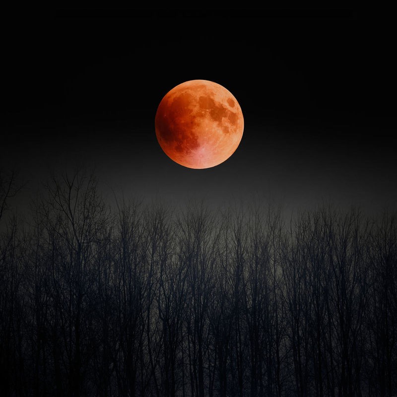 Tracey Telik, Blood Moon (Vollmond, Blutmond, Nachtszene, kahle Bäume, Winter, Universum, Fotokunst, Wunschgröße, Treppenhaus, Wohnzimmer)