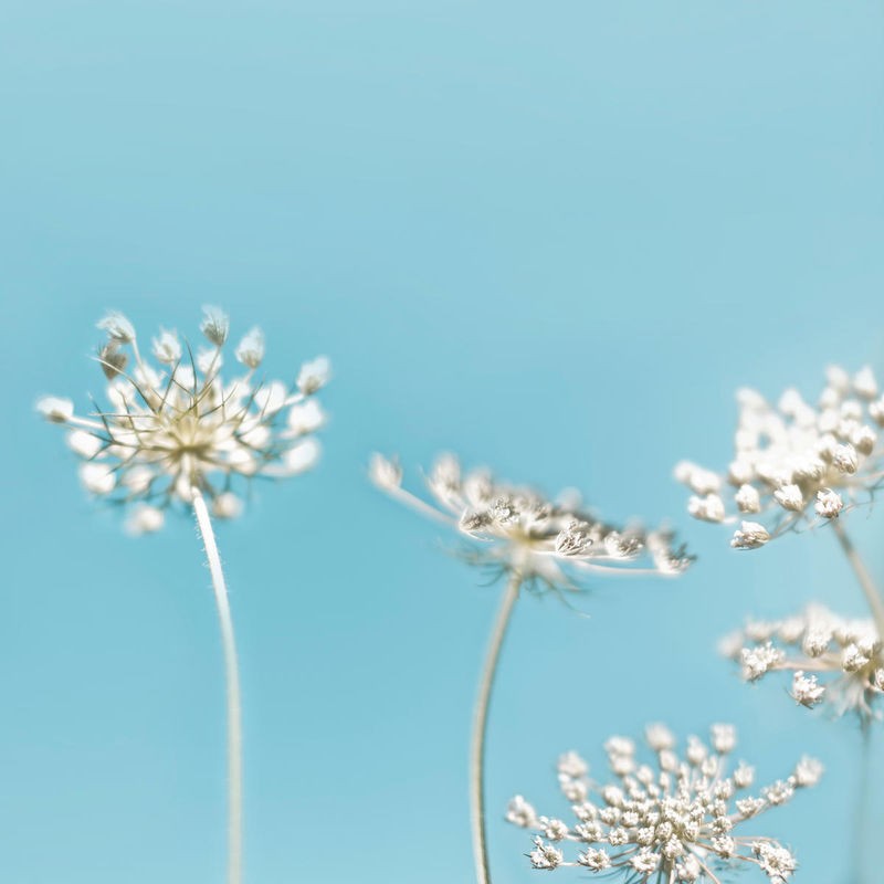 Tracey Telik, Queens Blue (Blüten, Dolden, Blumen, Nahaufnahme, Pflanzen, floral, Botanik, Fotokunst,  Wunschgröße, Treppenhaus, Wohnzimmer,)