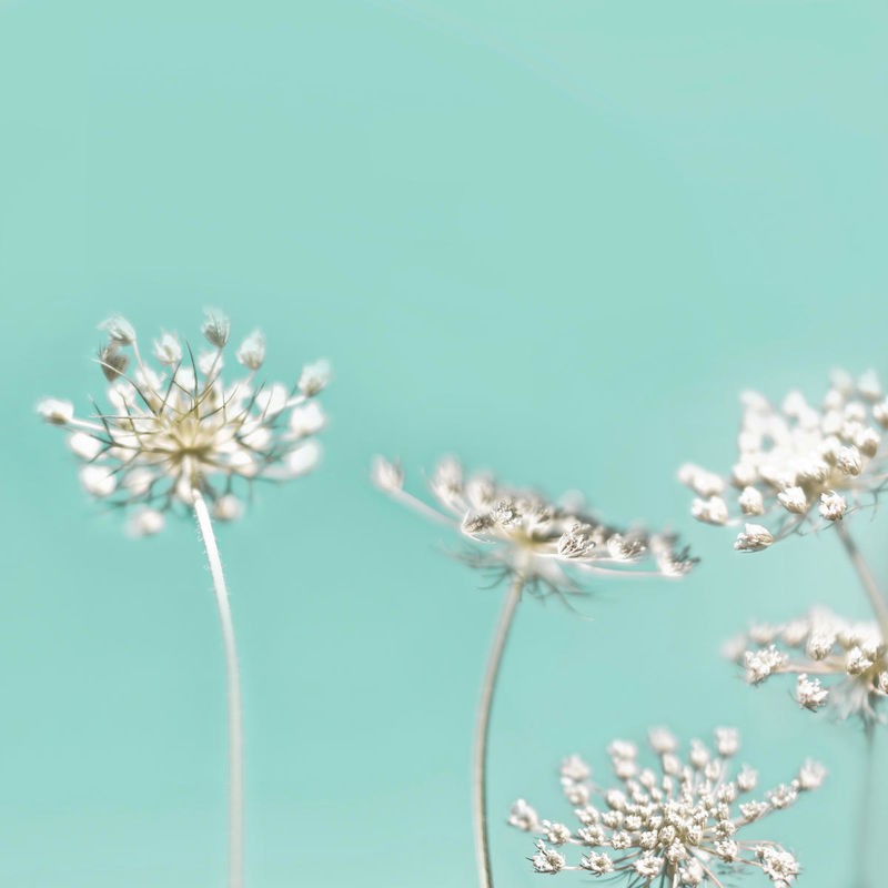 Tracey Telik, Queens Mint (Blüten, Dolden, Blumen, Nahaufnahme, Pflanzen, floral, Botanik, Fotokunst,  Wunschgröße, Treppenhaus, Wohnzimmer,)