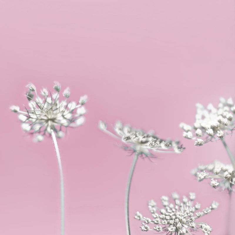 Tracey Telik, Queens Rosey (Blüten, Dolden, Blumen, Nahaufnahme, Pflanzen, floral, Botanik, Fotokunst,  Wunschgröße, Treppenhaus, Wohnzimmer, rosa)