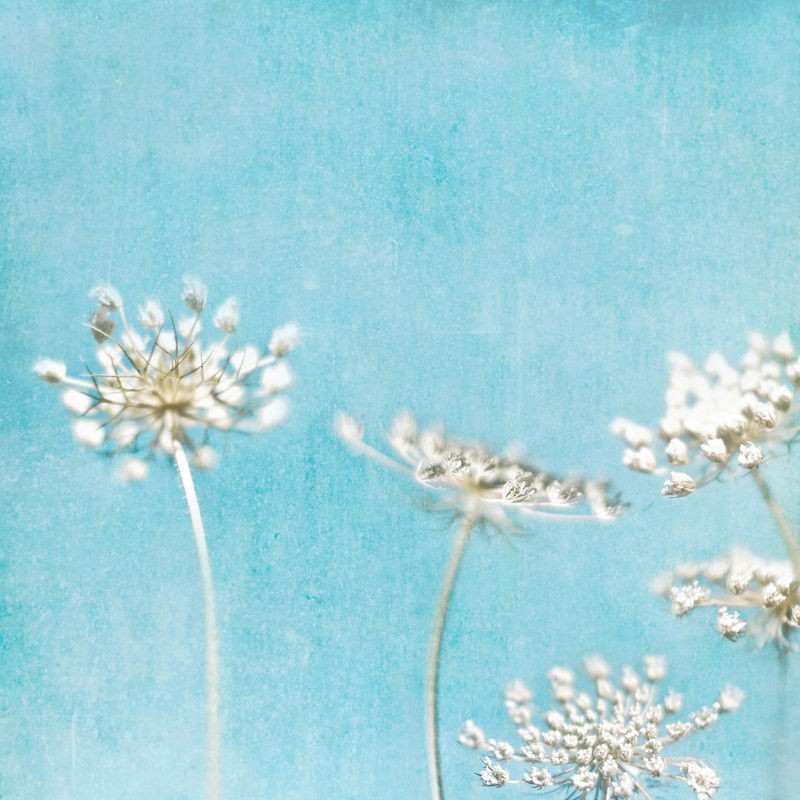 Tracey Telik, Queens Texture (Blüten, Dolden, Blumen, Nahaufnahme, Pflanzen, floral, Botanik, Fotokunst,  Wunschgröße, Treppenhaus, Wohnzimmer, blau)