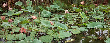 Joke Frima, At 'De Uitkijk' (Malerei, Natur, Seerosen, Teich, Blüten, Wasserpflanzen, naturalistisch, Wohnzimmer, Schlafzimmer, Badezimmer, bunt)