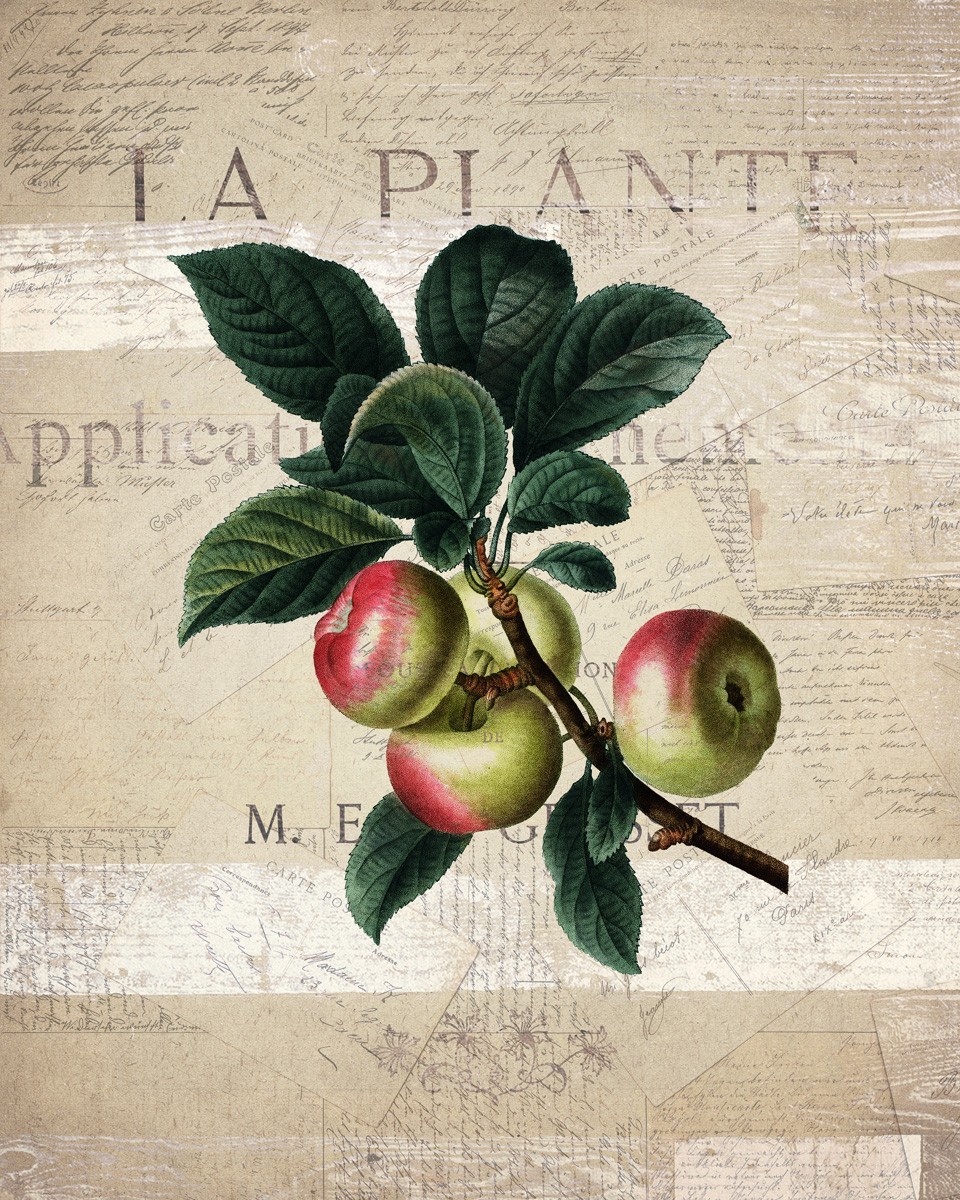 Kimberly Allen, Fruit 1 (Äpfel, Obst, Ast, Zweig, Botanik, Studie, Typografie, Grafik, Küche, Esszimmer, Treppenhaus, Wunschgröße, bunt)