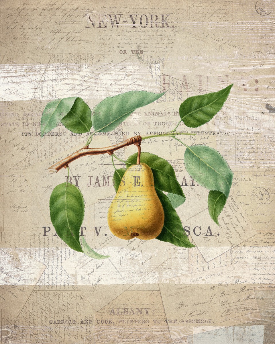 Kimberly Allen, Fruit 2 (Birne, Obst, Ast, Zweig, Botanik, Studie, Typografie, Grafik, Küche, Esszimmer, Treppenhaus, Wunschgröße, bunt)