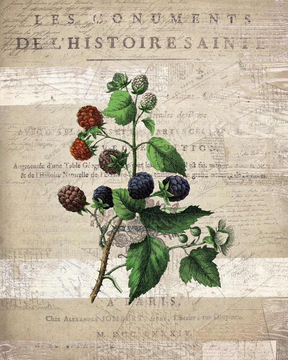Kimberly Allen, Fruit 4 (Brombeeren, Beeren, Obst, Zweig, Botanik, Studie, Typografie, Grafik, Küche, Esszimmer, Treppenhaus, Wunschgröße, bunt)