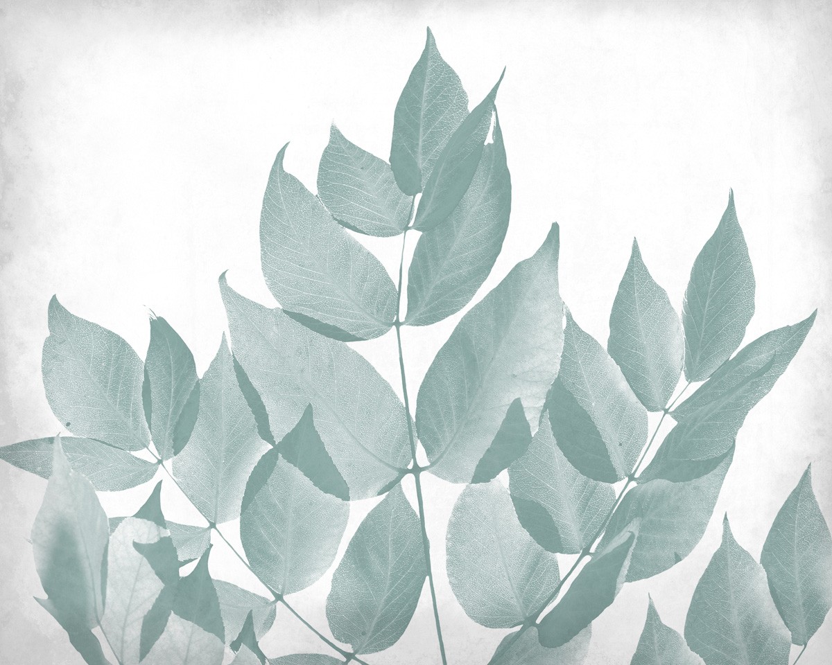 Kimberly Allen, Antiqued Leaves 1 (Blätter, Silhouetten, transparent, Grafik, Wohnzimmer, Treppenhaus, Wunschgröße, grau)