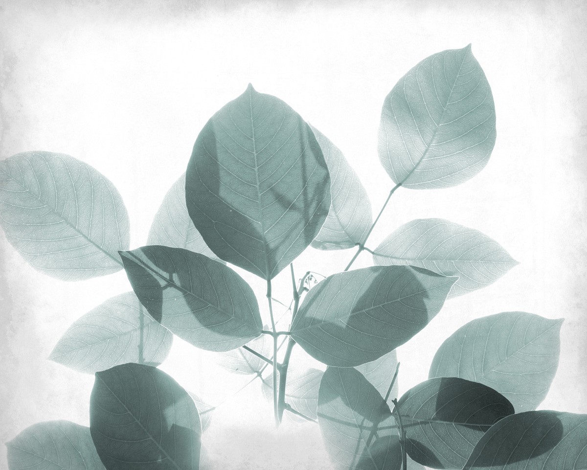 Kimberly Allen, Antiqued Leaves 2 (Blätter, Silhouetten, transparent, Grafik, Wohnzimmer, Treppenhaus, Wunschgröße, grau)