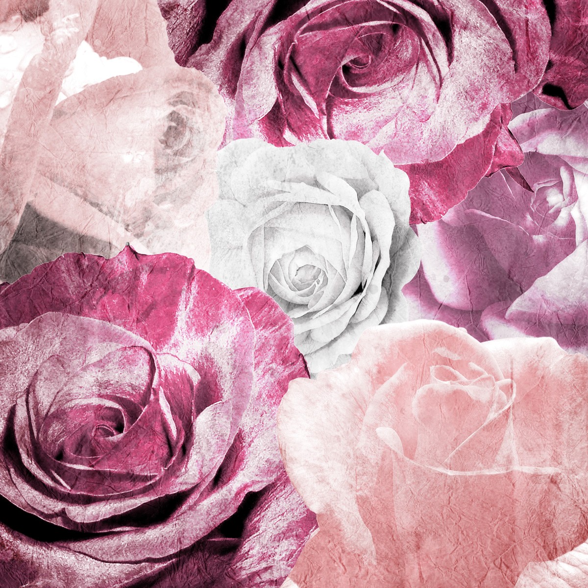 Kimberly Allen, Rose Blooms 1 (Rosen, Blüten, Rosenstrauß,   dekorativ,  Grafik, Wohnzimmer, Treppenhaus, Schlafzimmer, Wunschgröße, rosé)