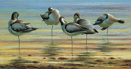 Erik van Ommen, Sleeping pied avocets (Malerei, Natur, Landschaft, See, Wasser, Wasservögel,  Säbelschnäbler, Vögel, Sonnenuntergang, Schlaf, naturgetreu, realistisch, Wohnzimmer, Schlafzimmer, bunt)