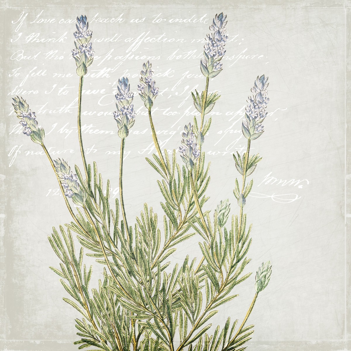 Kimberly Allen, Lavender 1 (Lavendel, Lavendelblüten, Pflanze, Botanik, floral, Studie, Kalligrafie, Grafik, Küche, Esszimmer, Treppenhaus, Wunschgröße, bunt)