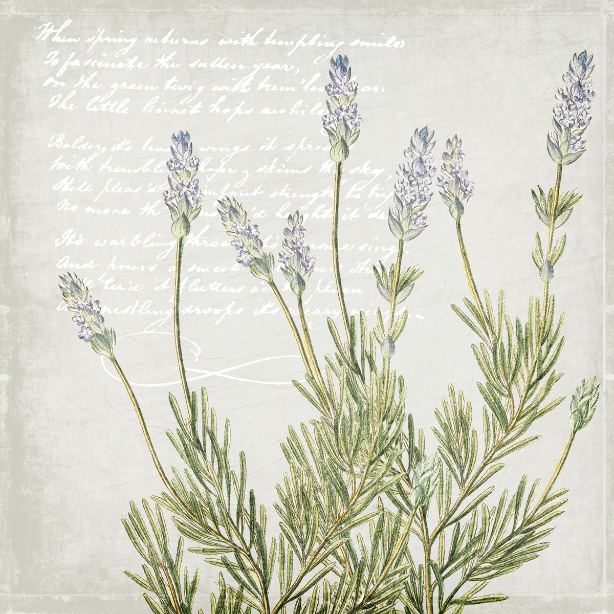 Kimberly Allen, Lavender 2 (Lavendel, Lavendelblüten, Pflanze, Botanik, floral, Studie, Kalligrafie, Grafik, Küche, Esszimmer, Treppenhaus, Wunschgröße, bunt)