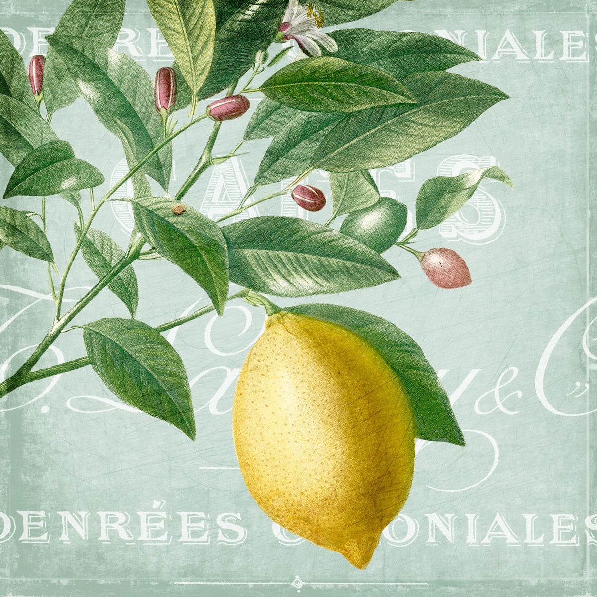Kimberly Allen, Lemon Drop 1 (Zitrone, Zitrusfrucht, Zitronenstrauch, Kalligrafie, Grafik, Küche, Esszimmer, Treppenhaus, Wunschgröße, bunt)