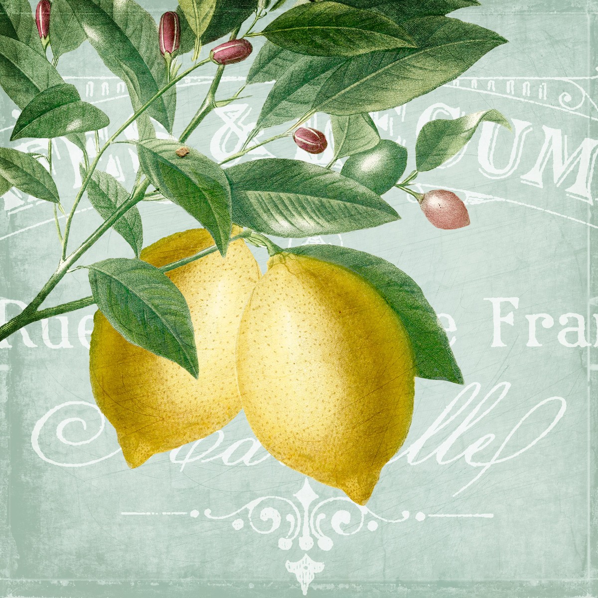Kimberly Allen, Lemon Drop 2 (Zitronen, Zitrusfrucht, Zitronenstrauch, Kalligrafie, Grafik, Küche, Esszimmer, Treppenhaus, Wunschgröße, bunt)