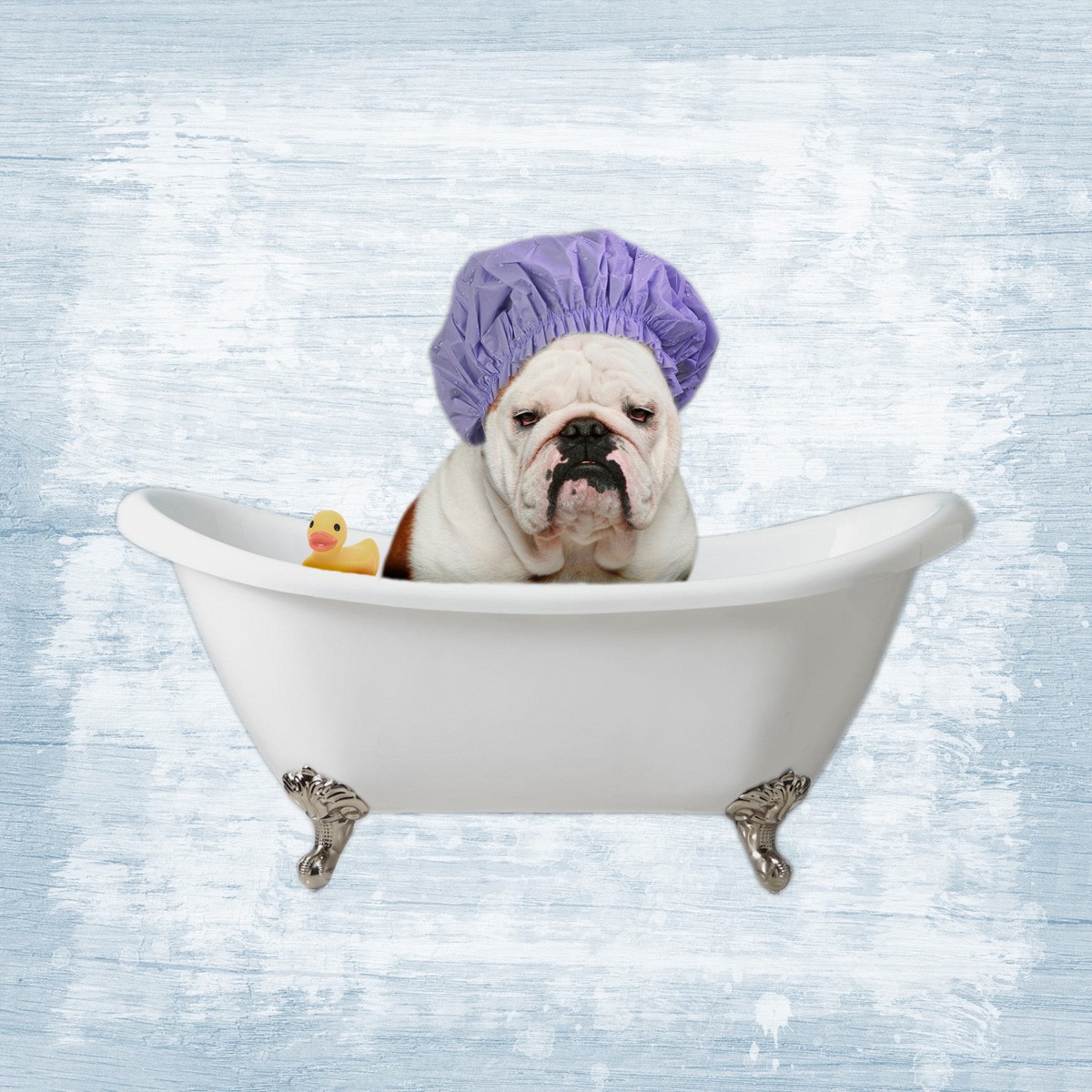 Marcus Prime, Bath Giggles 1 (Hund, französische Bulldogge. Badewanne, Badehaube,  witzig, lustig, niedlich, Jugendzimmer, Badezimmer, Grafik, Wunschgröße, bunt)