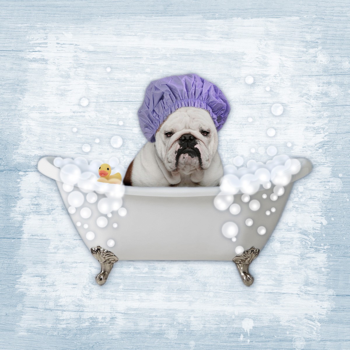 Marcus Prime, Bath Time Bubbles 1 (Hund, Bulldogge, Badewanne,  Badeschaum, Badehaube,  witzig, lustig, niedlich, Jugendzimmer, Badezimmer, Grafik, Wunschgröße, bunt)