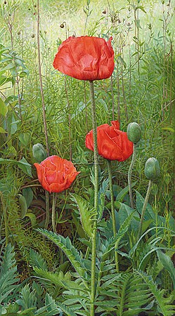 Joke Frima, Poppies (Malerei, Natur, Wildblumen, Mohnblumen, Mohn, Mohnblüten, Mohnknospen, Mohnwiese, naturalistisch, Wohnzimmer, Schlafzimmer, Wintergarten, bunt)